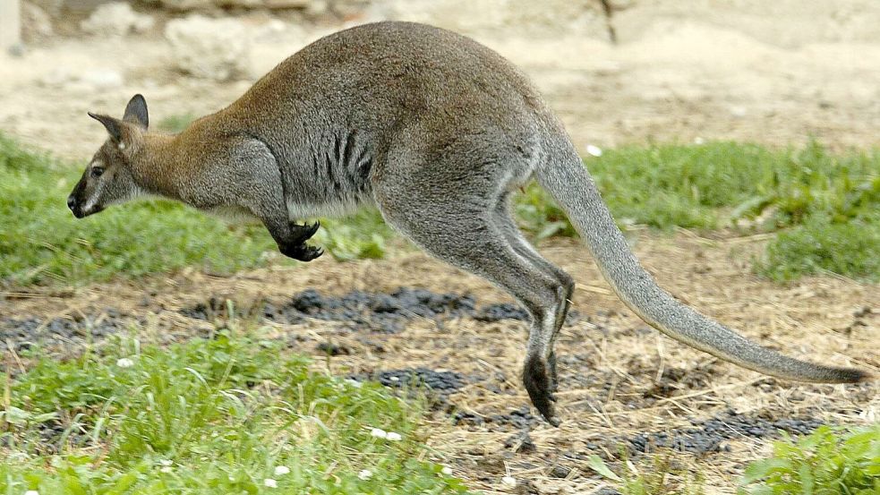 Zwei Kängurus wurden in Solingen geköpft - die Ermittler suchen nun einen unbekannten Tierquäler. (Symbolbild) Foto: Armin Weigel/dpa