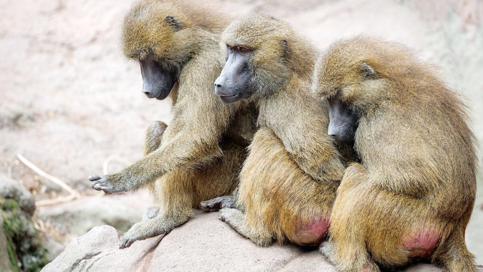 Der Tiergarten hat nun seine Pläne in die Tat umgesetzt - obwohl Tierschutz- und Tierrechtsorganisationen diese scharf kritisiert hatten. (Archivbild) Foto: Daniel Karmann/dpa