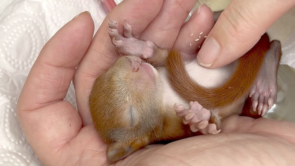 Eichhörnchen „Herbie“ genießt eine sanfte Bauchmassage. Die Augen des Tieres sind noch geschlossen. Erst im Alter von vier bis fünf Wochen öffnen sie sich. Foto: Dirk Jennert