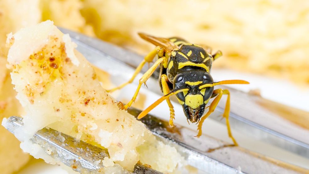 Wer Wespen auf seinem Brot oder Kuchen entdeckt, der sollte am besten die Ruhe bewahren - und nicht nach ihnen pusten oder schlagen. (Symbolbild) Foto: Patrick Pleul/dpa