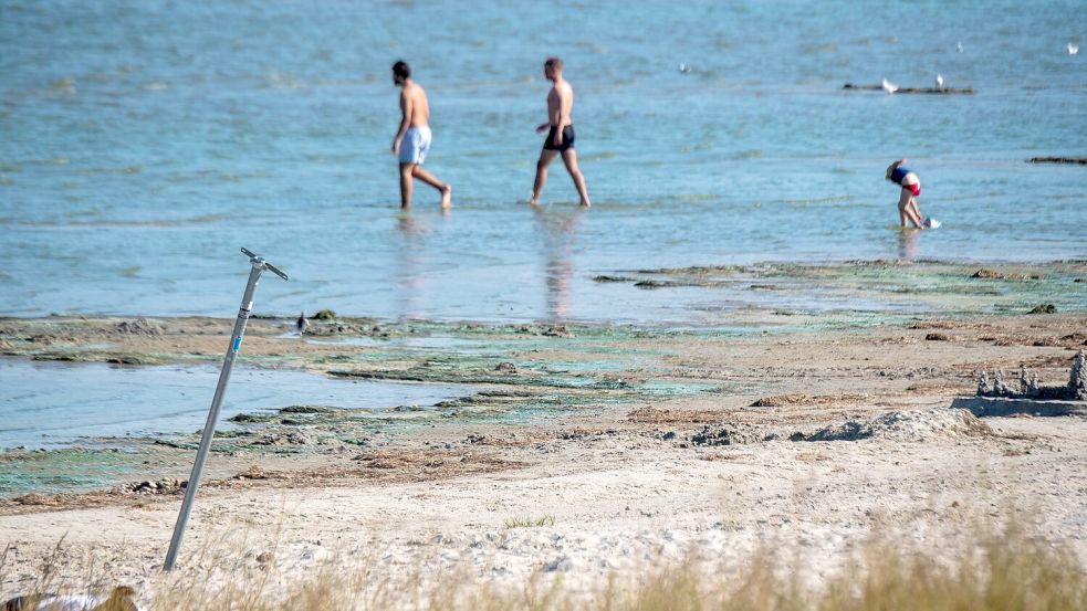 Der Kontakt mit blühenden Blaualgen kann unangenehme Folgen haben - wie Übelkeit, Fieber oder gar Atemnot. Zu Beginn des Sommers ist das meist noch kein Problem. (Symbolbild) Foto: Stefan Sauer/dpa