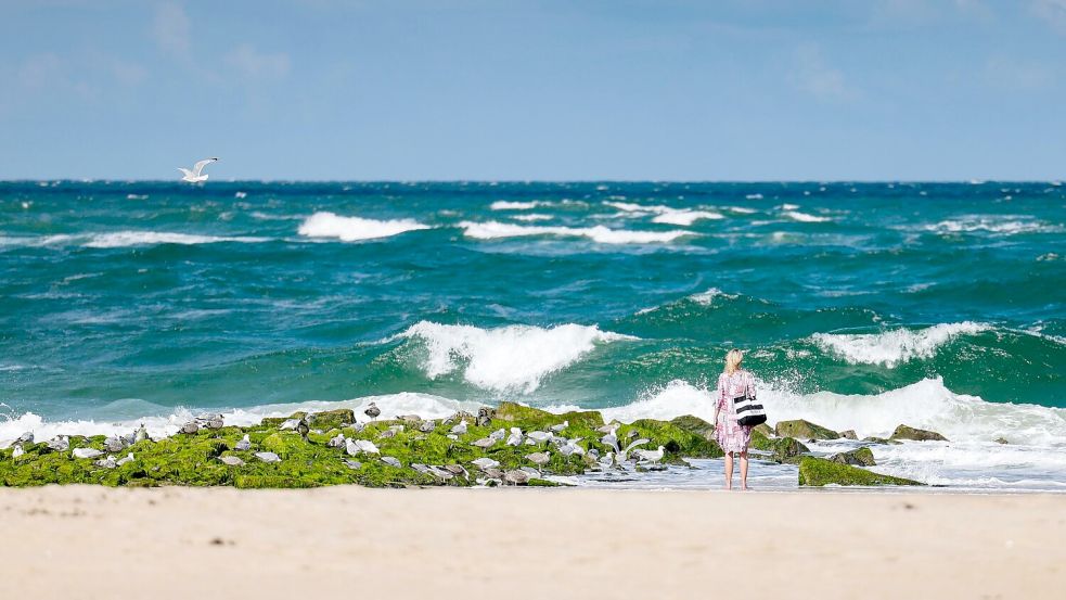 Die meisten in Nord- und Ostsee vorkommenden Quallen sind für den Menschen ungefährlich. Foto: Frank Molter/dpa