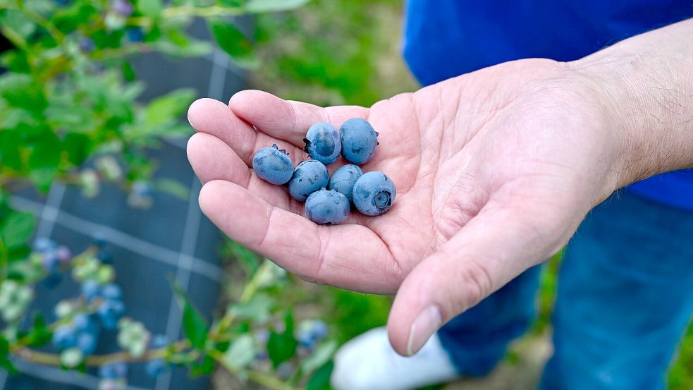 So sieht die perfekte Blaubeere aus. Foto: Patrick Sun