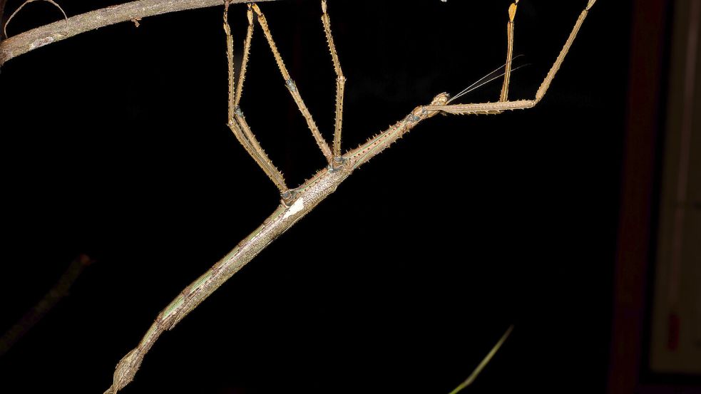 Sie sieht aus wie ein Ast, ist aber lebendig. Über 40 Zentimeter misst das Weibchen der neuen Art. Foto: James Cook University