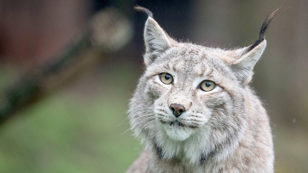 Der Zoo in Aalborg weist darauf hin, dass Raubtiere wie Luchse auf ganze Beutetiere angewiesen sind - gerne auch Haustiere. (Archivbild) Foto: Sebastian Gollnow/dpa