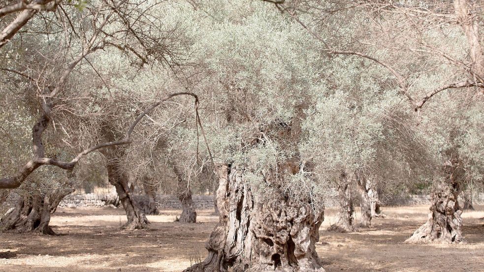Wassermangel im Sommer ist auf Mallorca nichts Neues. (Archivfoto) Foto: Clara Margais/dpa