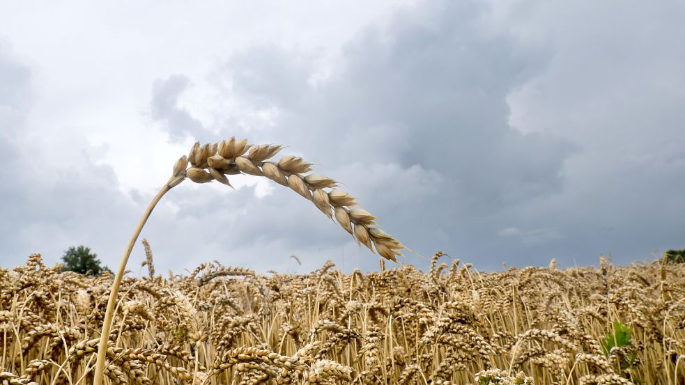 Dunkle Wolken ziehen hinter einem Getreidefeld am Horizont auf. Foto: DPA