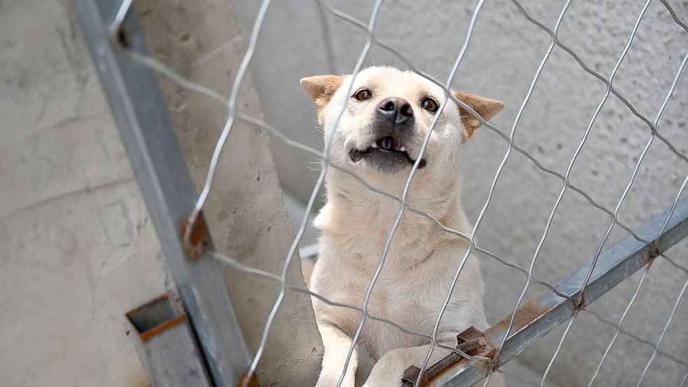 Hunde, die vor dem Hundefleisch-Fest in Yulin gerettet werden, landen oft auf Zhao Xinqis Hof. Foto: Johannes Neudecker/dpa