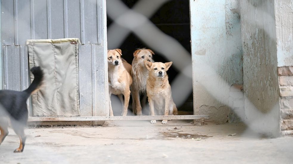 Manche Besitzer in China setzen ihre Hunde aus, etwa wenn sie umziehen müssen oder keine Zeit mehr haben. Foto: Johannes Neudecker/dpa