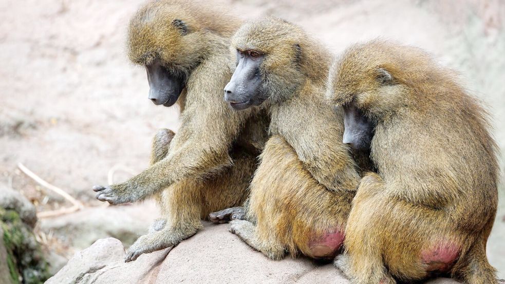 Die aus Platzgründen getöteten Paviane wurden zum Teil an Raubtiere des Zoos verfüttert. (Archivbild) Foto: Daniel Karmann/dpa