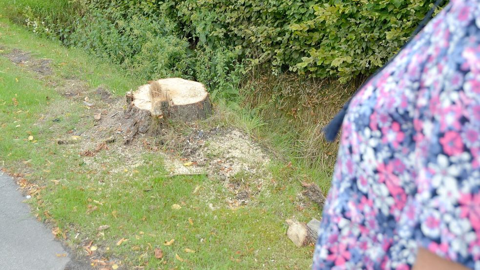 Luise Goldenstein steht vor den Resten des Baumes, gegen den die Fahrerin des Unfallwagens prallte. Um ihn herum liegen noch kleine Plastiksplitter. Foto: Eva van Loh