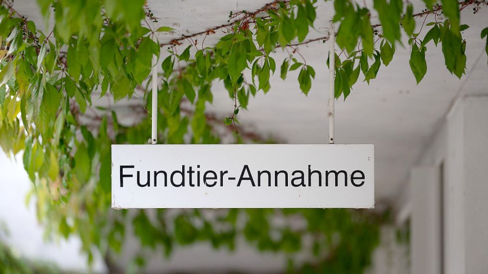 Rettung für ausgesetzte Katzen: die „Fundtier-Annahme“ im Tierheim Berlin. (Archivbild) Foto: Sebastian Christoph Gollnow/dpa