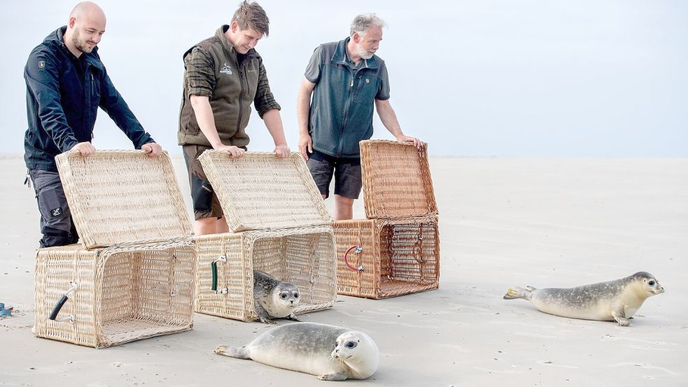 Der Moment der Freiheit ist für die jungen Seehunde da, als die Tierpfleger die Transportkörbe öffnen. Foto: Hauke-Christian Dittrich/dpa