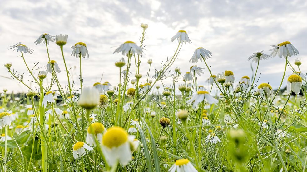 Wolken gibt es in den kommenden Tagen zwar immer wieder mal, die Temperaturen steigen dennoch. Foto: Frank Hammerschmidt/dpa