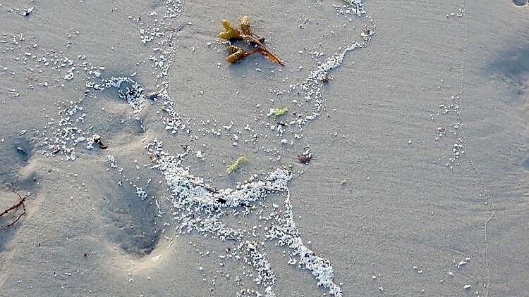 Die weißen Kügelchen, wie sie am Strand von Langeoog zu sehen waren. Foto: Niedersächsischer Landesbetrieb für Wasserwirtschaft, Küsten- und Naturschutz