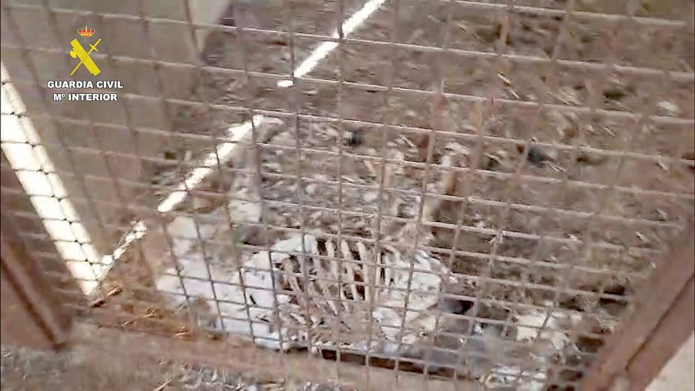 Tierhalter lässt 32 Hunde verhungern: Was auf einem spanischen Bauernhof zurückblieb, macht fassungslos Foto: Guardia Civil