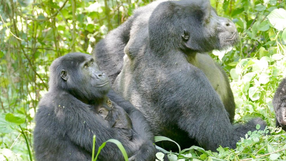 Auch Gorilla-Weibchen können – trotz des extremen Größen- und Kraftunterschieds – Konflikte für sich entscheiden. Foto: Martha Robbins/EurekAlert/dpa