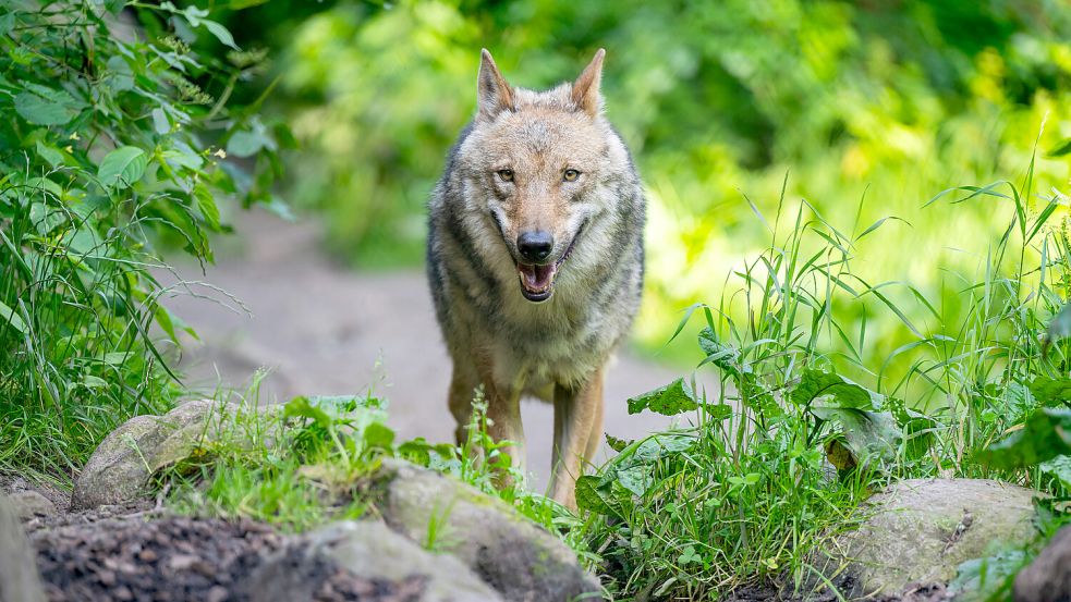 Der Erhaltungszustand des Wolfes wird im Nordwersten Deutschlands als „günstig“ eingstuft. Foto: DPA