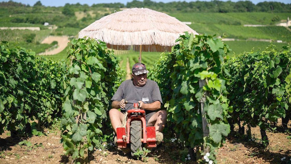 Neben Lieferdiensten und Bauarbeitern ist die Landwirtschaft besonders von Hitze betroffen. (Archivbild) Foto: Arnaud Finistre/AFP/dpa