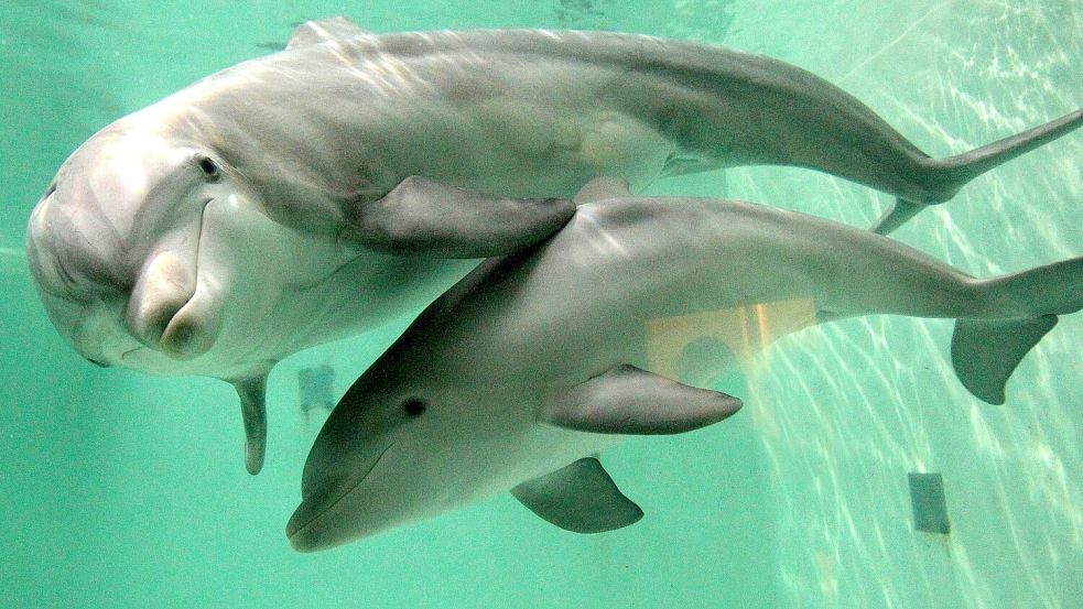 In Australien müssen Jetski-Fahrer großen Abstand zu Meeressäugern halten. (Symbolbild) Foto: picture alliance / dpa