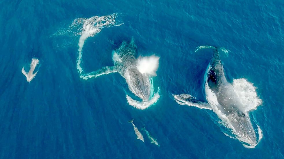 Meeressäuger unter sich - Wale und Delfine können etwas miteinander anfangen. Foto: Wildlive Media/Griffith Universität/dpa