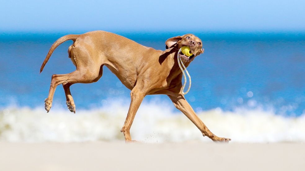 Hündin Cuba (Rasse: Magyar Vizsla) spielt bei Sonnenschein am Strand. Hinter ihr ist die Nordsee zu sehen. Foto: Mohssen Assanimoghaddam/dpa