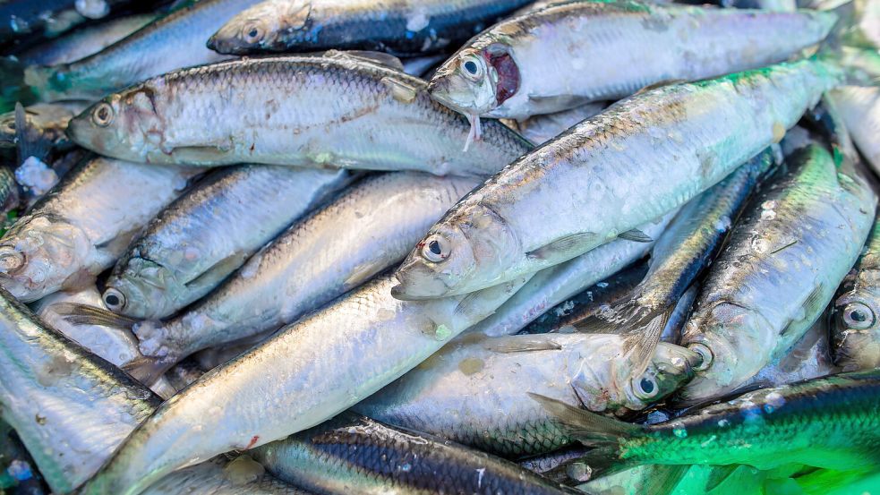 Hering zählt zu den meistgegessenen Fischarten in Deutschland. Er gilt als besonders gesunder, Omega-3-reicher Speisefisch mit niedrigem CO2-Fußabdruck. Foto: Jens Büttner/dpa