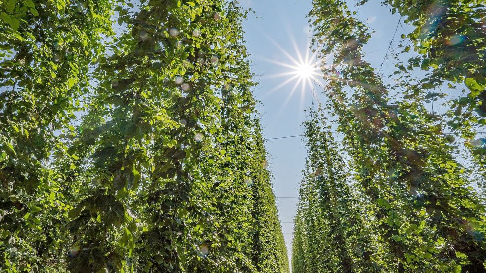 Hopfen im Anbaugebiet Hallertau. Foto: Armin Weigel/dpa