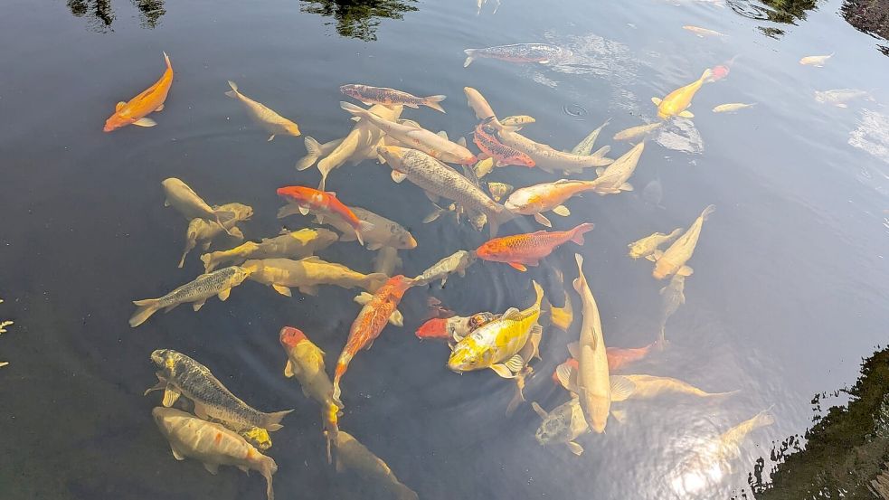 Fischreich: Das Anlegen von Teichen ist eine der vielfältigen Spezialarbeiten, die Marco Reich und seine Mitarbeiter durchführen. Auch die Reinigung der "Wasserwelten" wird übernommen. Foto: privat