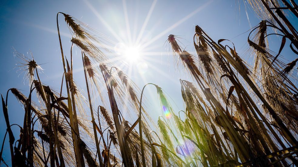 Blauer Himmel, Sonnenschein: Der Sommer ist zurück und beschert auch dem Landkreis Aurich feinstes Sommerwetter. Bei sehr hohen Temperaturen sollte man allerdings einige Dinge beachten. Foto: DPA