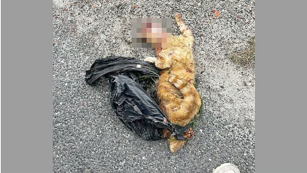 Dieses Foto ihres verstorbenen Katers hat eine Nutzerin aus Greetsiel bei Facebook geteilt. Screenshot: Hannah Weiden