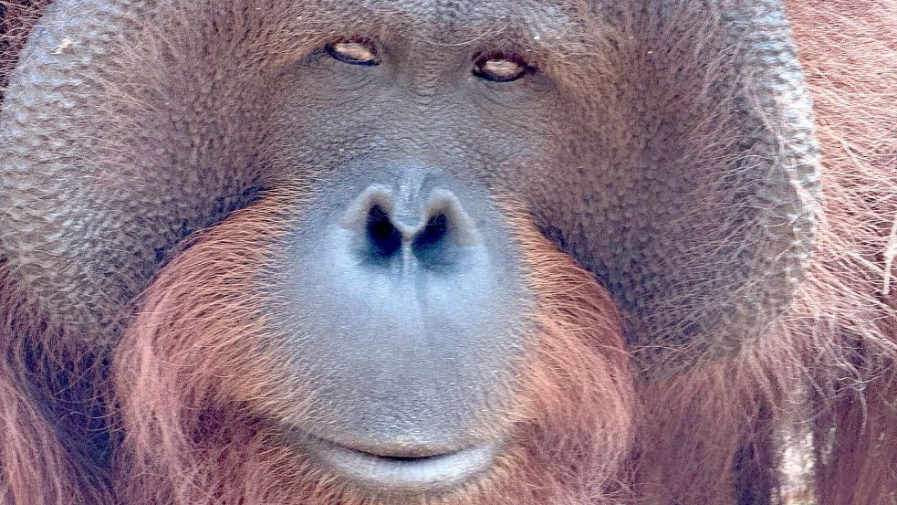 Orang-Utans teilen 97 Prozent ihres Erbguts mit den Menschen und sind sehr intelligent. (Archivbild) Foto: Carola Frentzen/dpa