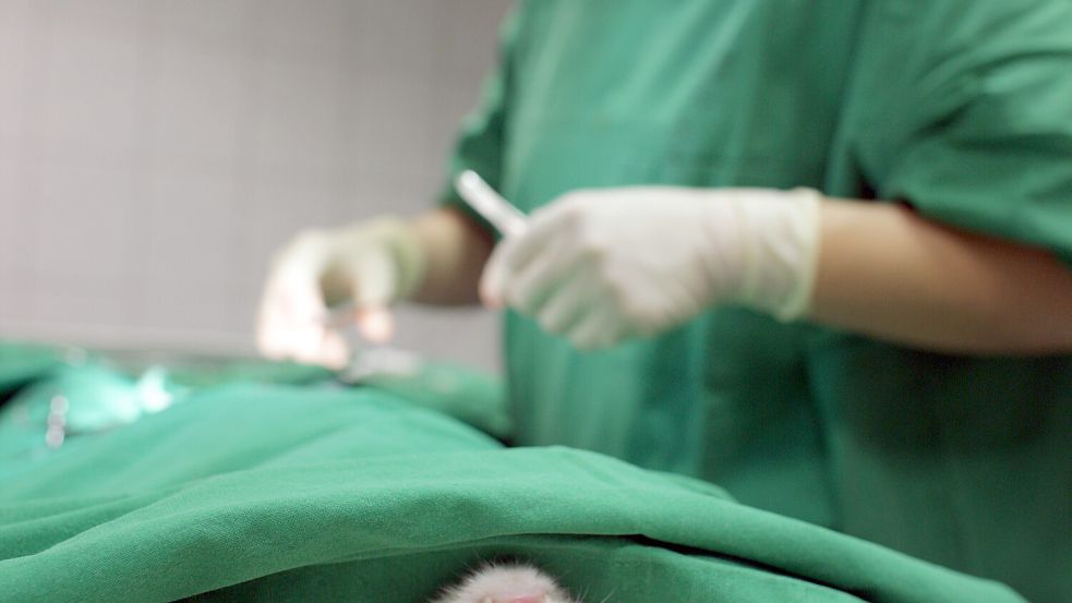 Zwei Katzen in Bösel (Landkreis Cloppenburg) wurde gewaltsam der Schwanz abgerissen. Foto: dpa/Patrick Pleul