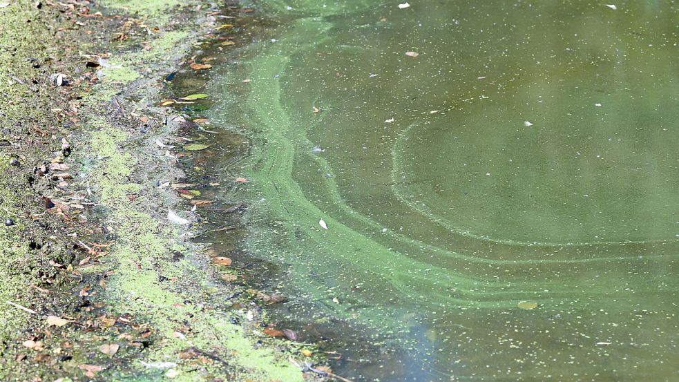 Blaualgen in Gewässern sind vor allem in den Sommermonaten ein großes Thema. Foto: Uwe Zucchi/DPA