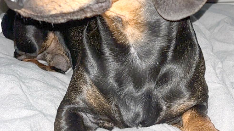 Rauhaardackel „Fiete“ wurde am Montag, 11. August 2025, von einem nicht angeleinten Schäferhund totgebissen. Foto: Privat