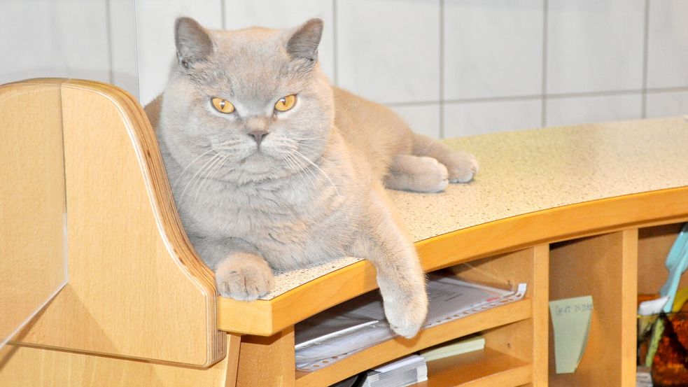 Sammy ist der heimliche Chef der Tierärzte Esens und Herr über den Empfangstresen. Seit Montagabend aber fehlt jede Spur von ihm. Foto: Susanne Ullrich/Archiv