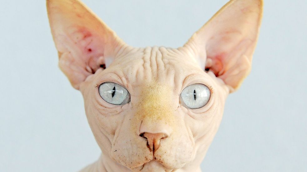 Der Tierarzttermin einer Nacktkatze lieferte den Ermittlern Hinweise auf den Aufenthaltsort eines der Beteiligten. Foto: IMAGO / photo2000