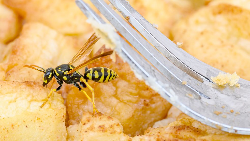 Meist sind es Wespen, für die süße Teilchen und Kuchen in den Theken der Bäckereien ein gefundenes Fressen sind. Foto: Patrick Pleul/DPA