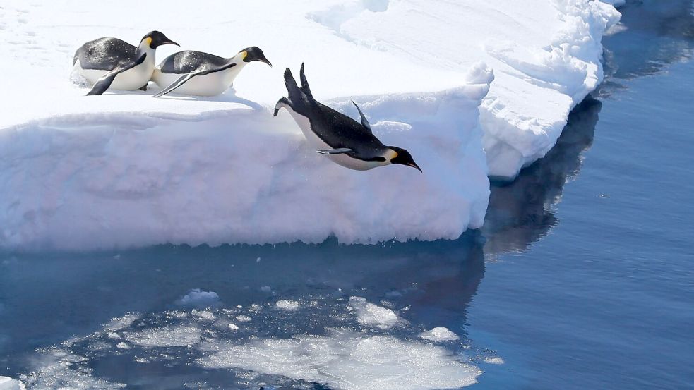 Kaiserpinguine brauchen stabiles Meereis für ihre Brut - aber wegen des Klimawandels bricht dieses immer früher weg. (Archivbild) Foto: Liu Shiping/Xinhua/dpa
