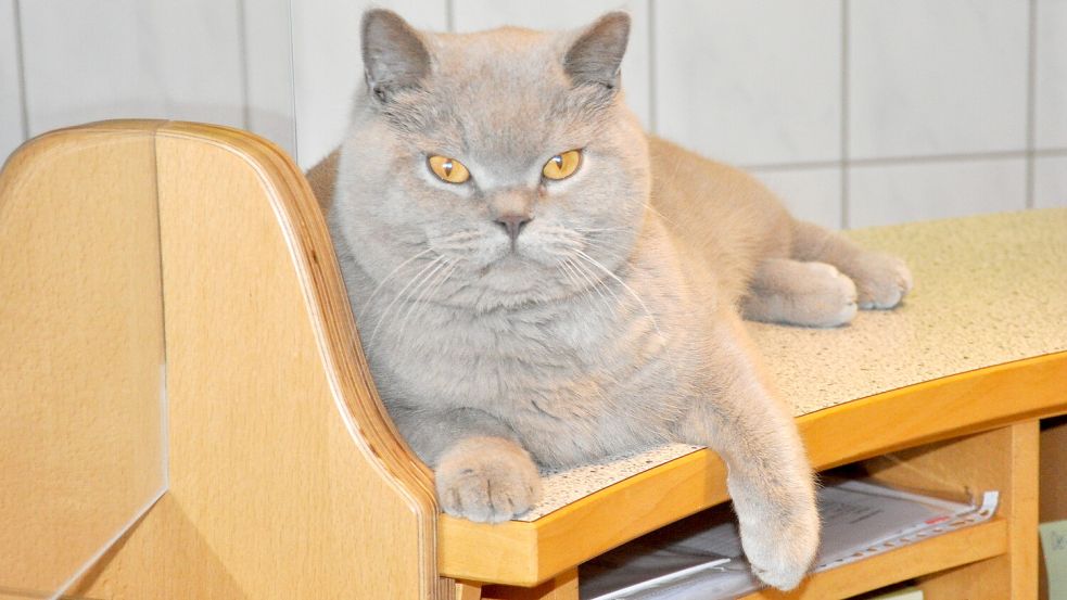 Praxiskater Sammy, vielen Patienten der Tierärzte Esens und deren Halter besser bekannt als Muffin, an seinem Lieblingsplatz auf dem Empfangstresen der Tierarztpraxis. Foto: Susanne Ullrich/Archiv