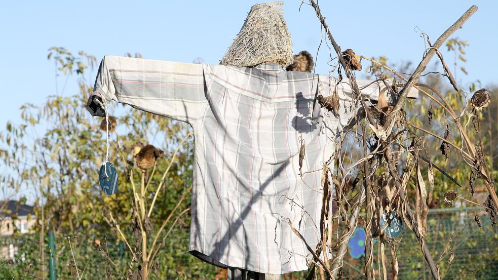 Der Lumpenmann hat ausgedient. Schade, die Vogelscheuche, dieser schöne alte Spuk, stirbt langsam aus. Foto: Martin Pille