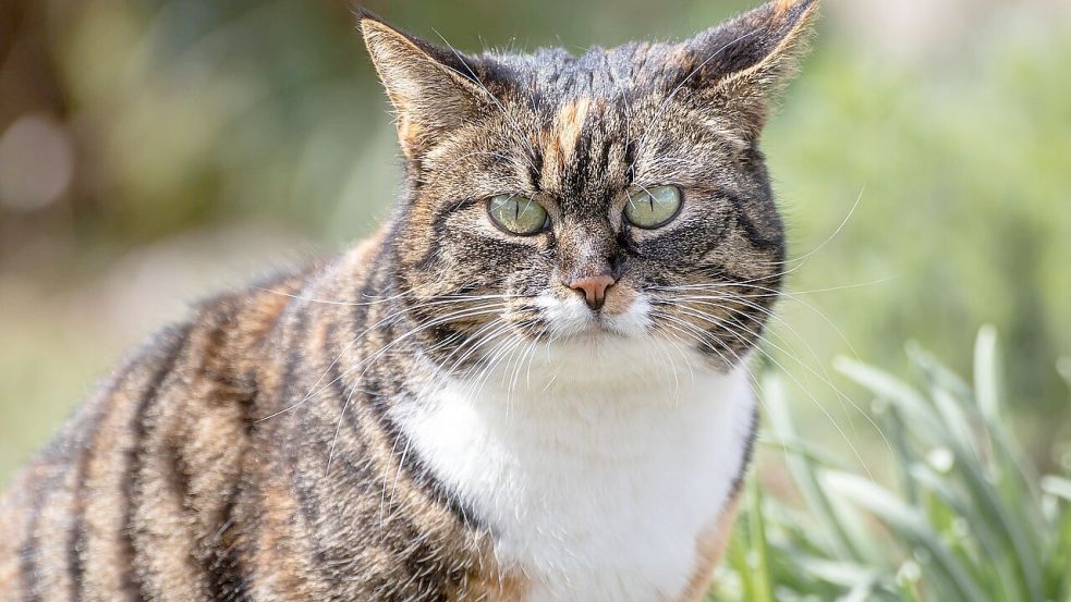 In Bösel wurden Katzen mit abgetrenntem Schwanz gefunden. Das Polizeikommissariat Friesoythe ermittelt wegen des Verstoßes gegen das Tierschutzgesetz. Symbolfoto: Pixabay