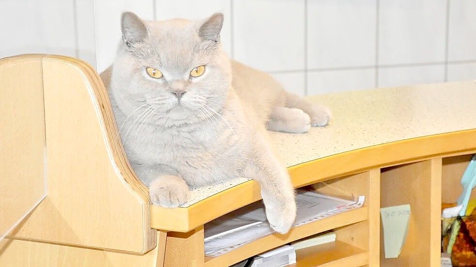 Sammy ist der heimliche Chef der Tierärzte Esens und Herr über den Empfangstresen. Seit Montagabend aber fehlt jede Spur von ihm. Foto: Susanne Ullrich