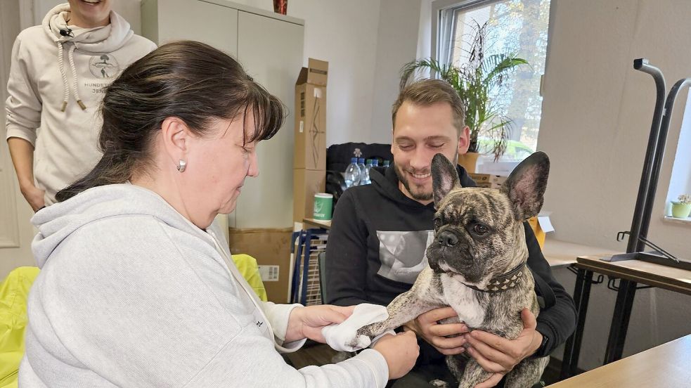 An der französischen Bulldogge „Buddy“ übt eine Kursteilnehmerin das Verbinden einer Pfote. Foto: Mike Müller/dpa