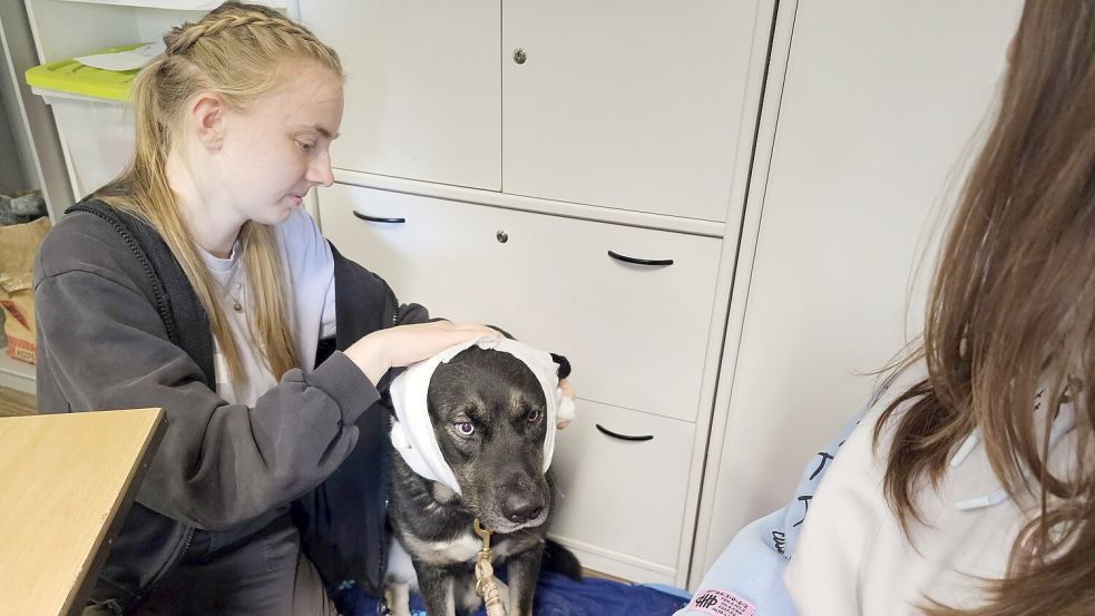 Hund „Puma“ erhält im Erste-Hilfe-Kurs in Halle einen Kopfverband. Foto: Mike Müller/dpa