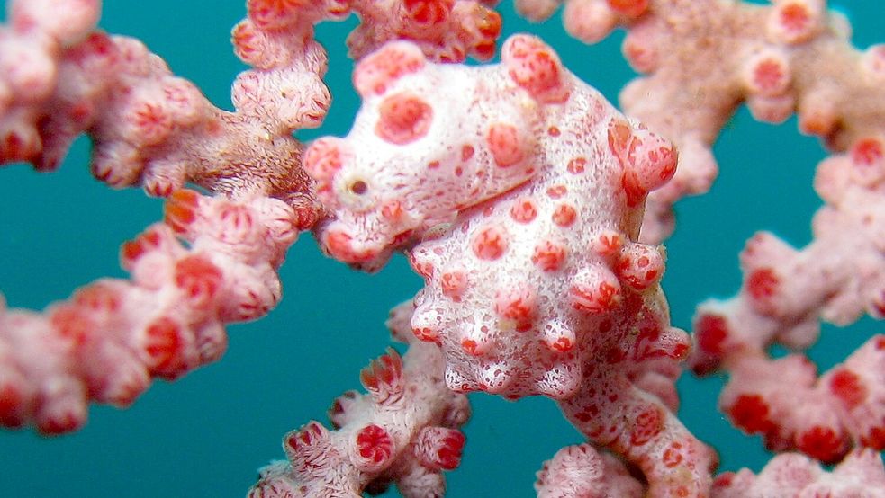 Zwerg-Seepferdchen sind zwischen Gorgonien-Korallen perfekt getarnt. Foto: .. Sea Institute of Oceanology/Chinese Academy of Sciences/dpa