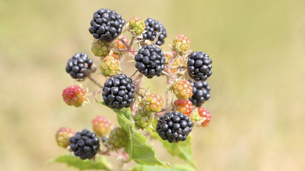 Wilde Brombeeren sind derzeit überall zu finden. Doch kann man sie pflücken und bedenkenlos essen? Foto: IMAGO/imagebroker/Friedhelm Adam