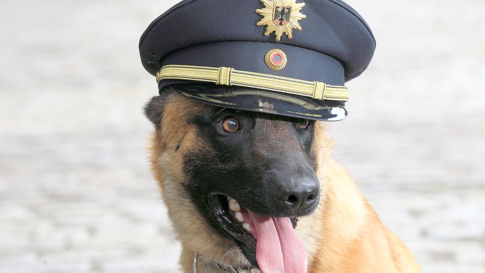 Einmal jährlich werden Diensthunde geprüft, um sicherzustellen, dass sie für den Dienst noch geeignet sind. Foto: dpa/Jens Wolf
