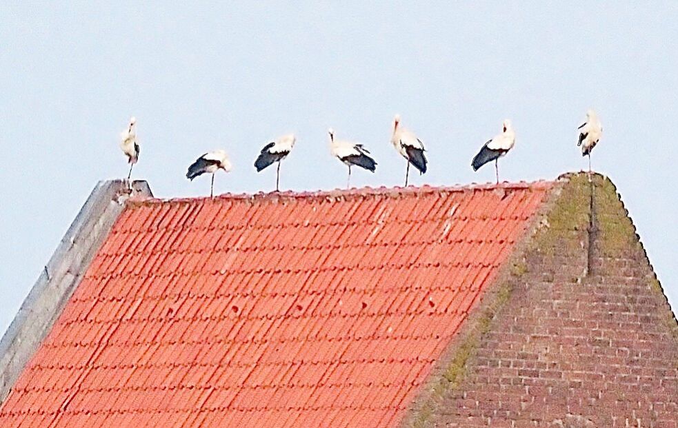 Wie die Orgelpfeifen sitzen die sieben Störche auf dem Dach des schiefen Turms von Suurhusen. Das Foto entstand Ende August. Foto: privat