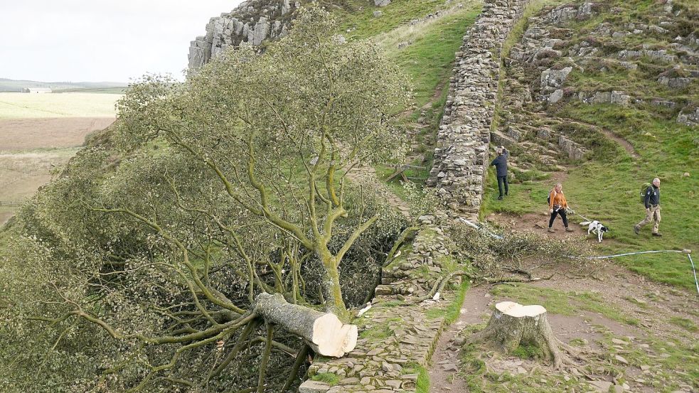 Im September 2023 wurde er nachts von zwei Männern gefällt. Der Vorfall sorgte für große Betroffenheit in Großbritannien und weit darüber hinaus. (Archivfoto) Foto: Owen Humphreys